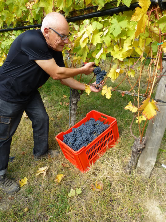 letzte Traube der Ernte 2016